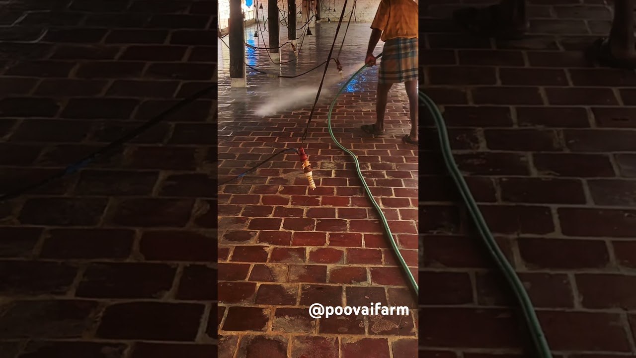 Poultry Farm floor whitewash with lime, Farm Maintenance, *Check description for more information*