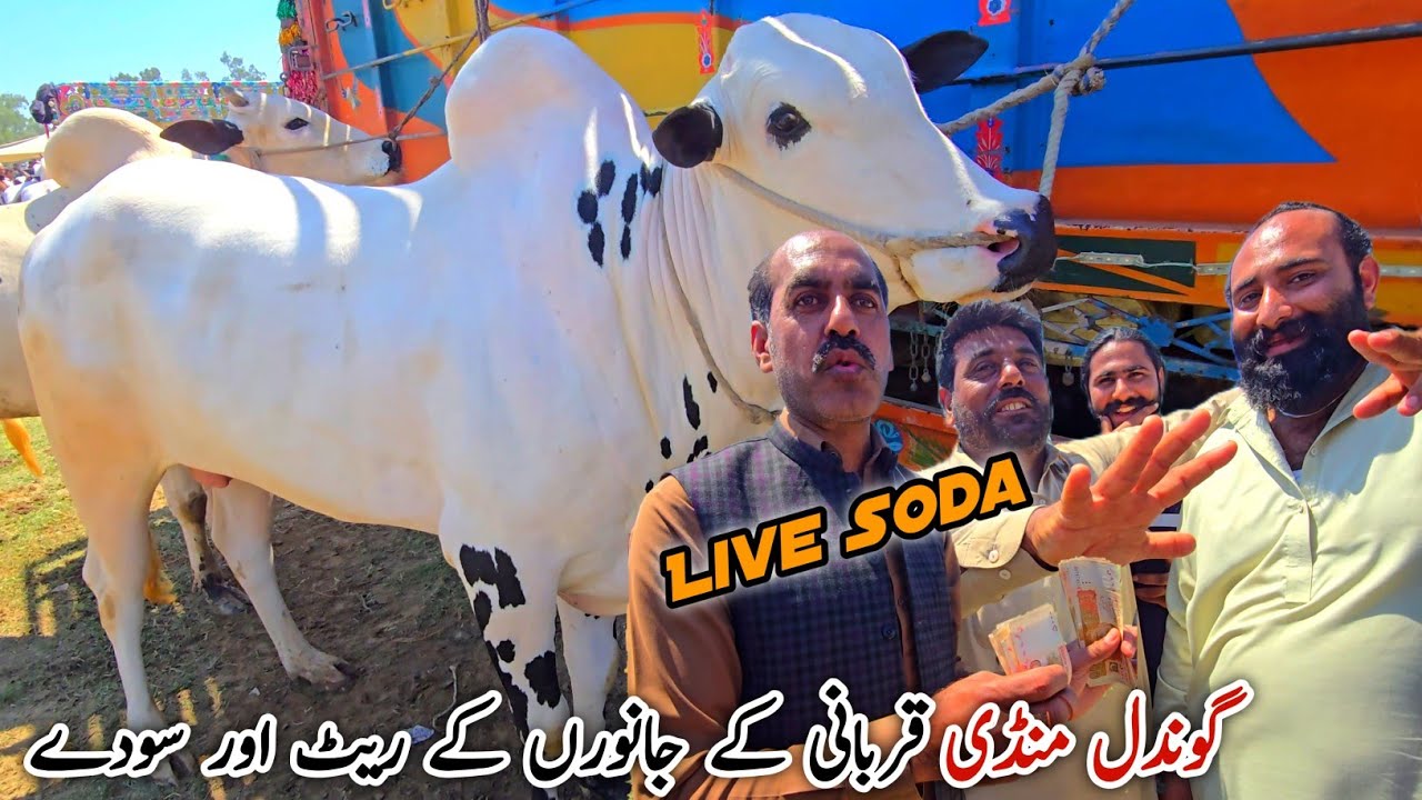 Gondal Mandi Attock Latest Update 6 April 2026 | Qurbani Bakra Eid Bhatta Chowk Mandi 