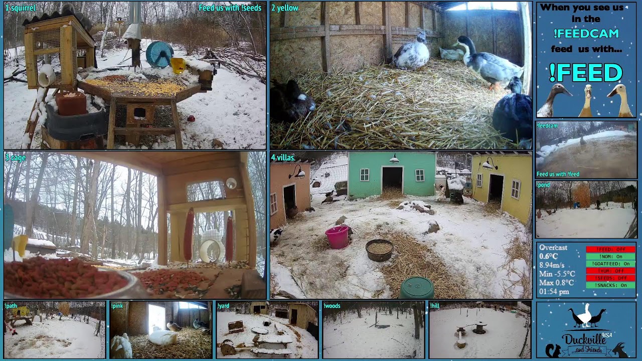 FREE DAILY FEED - Relax with ducks, goats, pups, squirrels, bunnies and other animals!
