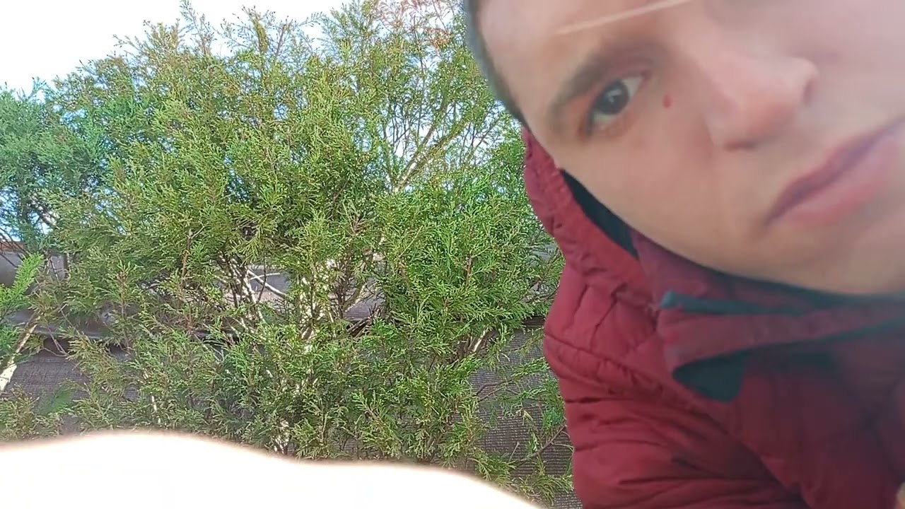 Poda de rosal y ciprés viejo y plantamos el almendro (parte 1/2)