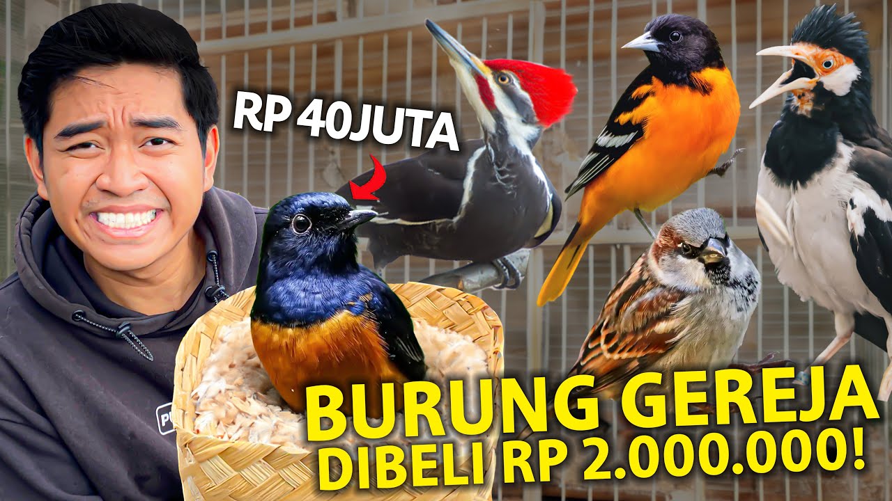 BELI BURUNG GEREJA RP 2.000.000 DEMI BIKIN BURUNG MURAI BATU JADI MAHAL! SEKOLAH BURUNG MURAI!