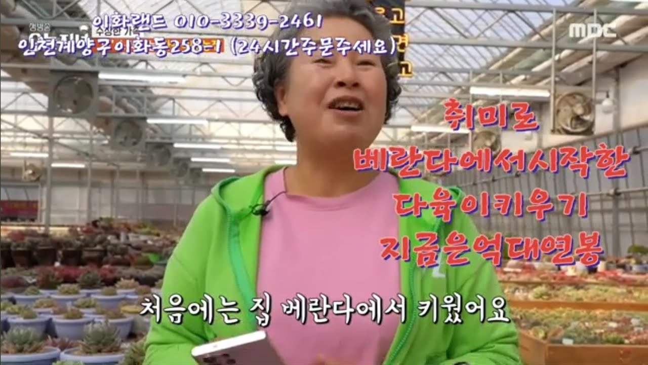 #MBC생방송오늘저녁2222회출연#이화랜드010-3339-2461 #다육이농장#취미로억대연봉