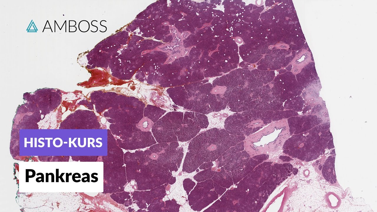 Histologie des Pankreas (Bauchspeicheldrüse) - Mikroskopische Anatomie - AMBOSS Video