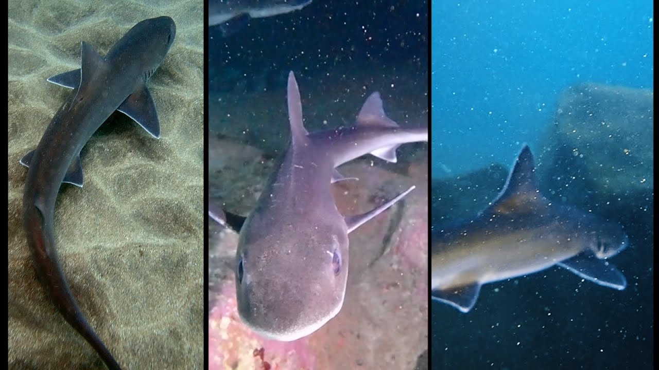 Documental tiburones en Canarias parte 1. Cazones