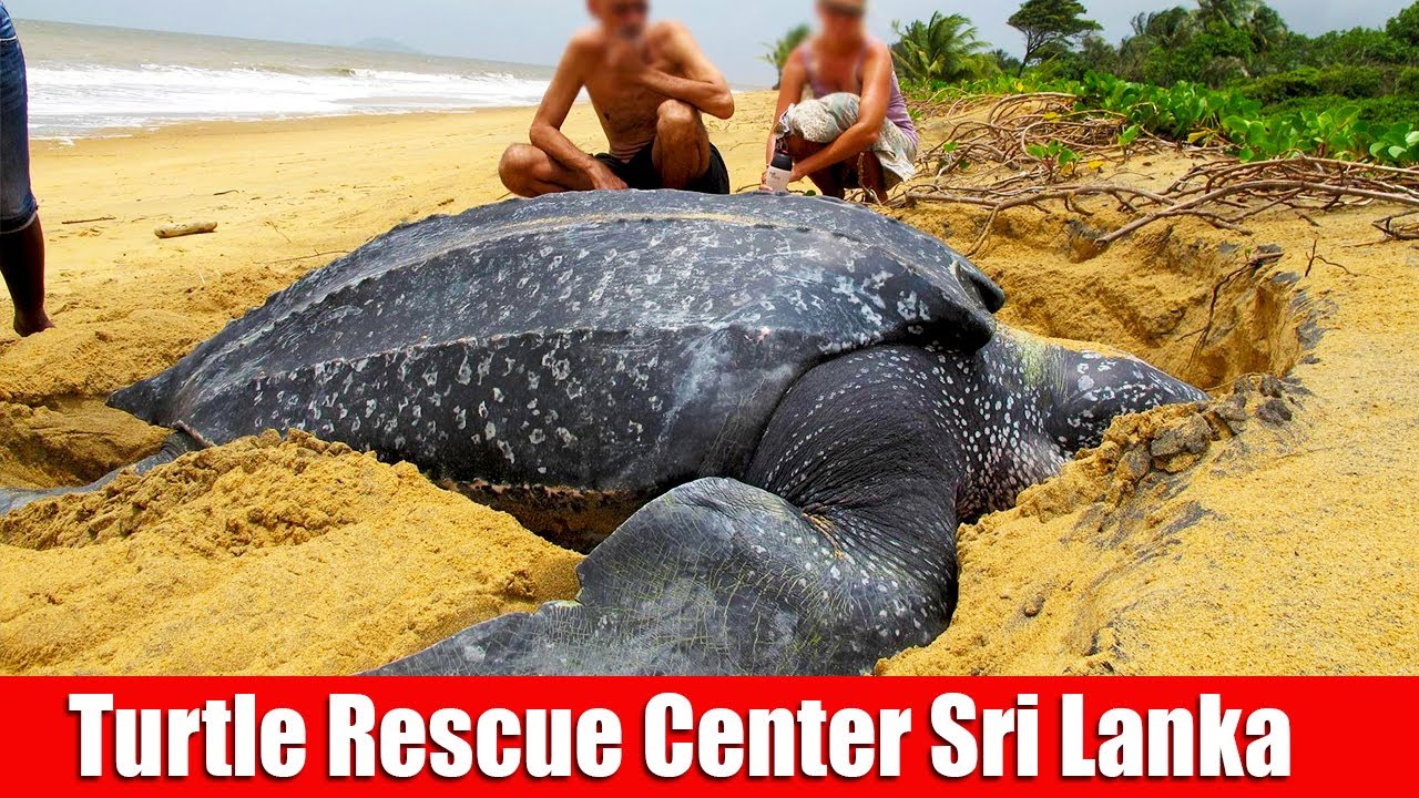Thing You Never Knew About Sea Turtles | Kosgoda Sea Turtle Conservation Project