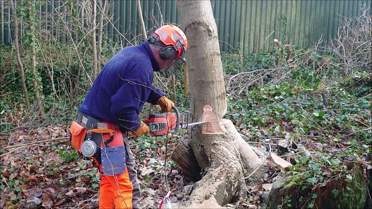 Felling a Sweet Chestnut Tree With a Tirfor T516 Winch and Husqvarna 540iXP battery chainsaw