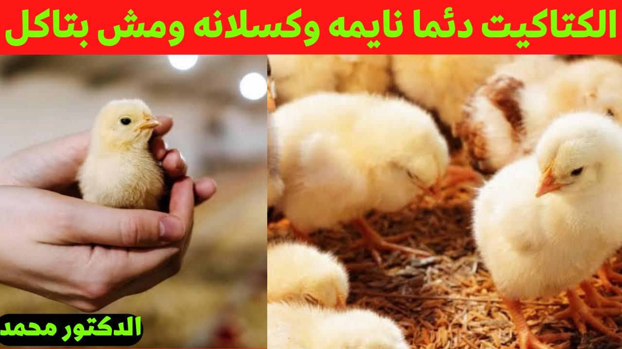 اليوم السادس الكتاكيت علاطول نايمه وكسلانه واكلها في العلف ضعيف الحل مع دكتور محمد