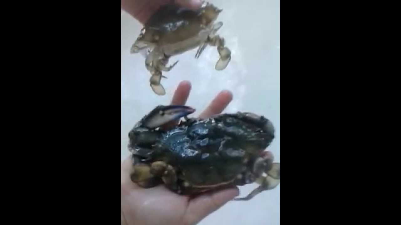 Jaiba blanda y su caparaz&oacute;n (soft shell crab)