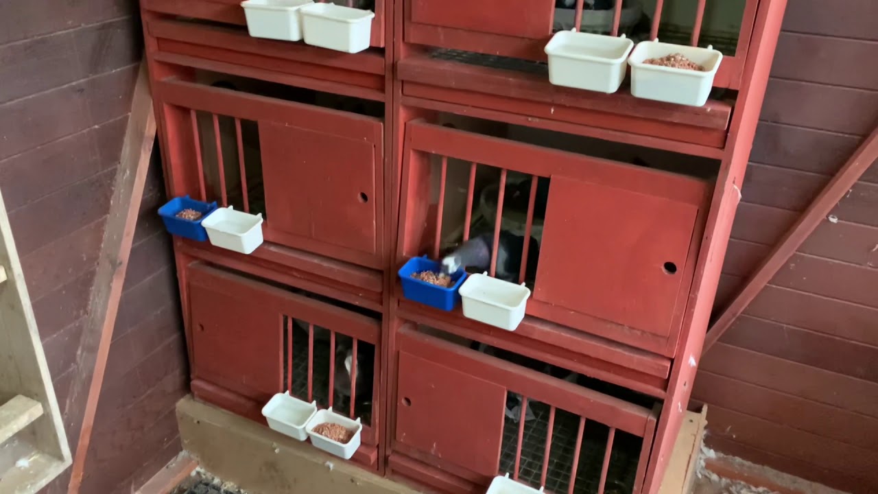 Beginners GUIDE TO PIGEON BREEDING - Part 1 Birmingham Roller Pigeons