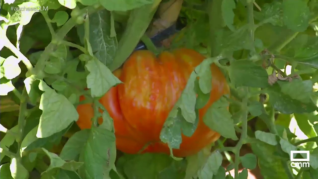 Recogemos los famosos tomates de Liétor