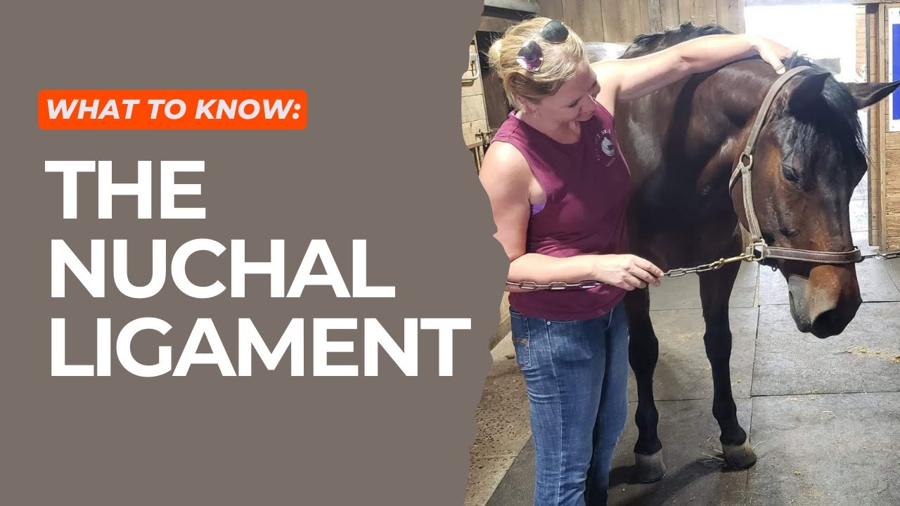 What you Need to Know About the Nuchal Ligament