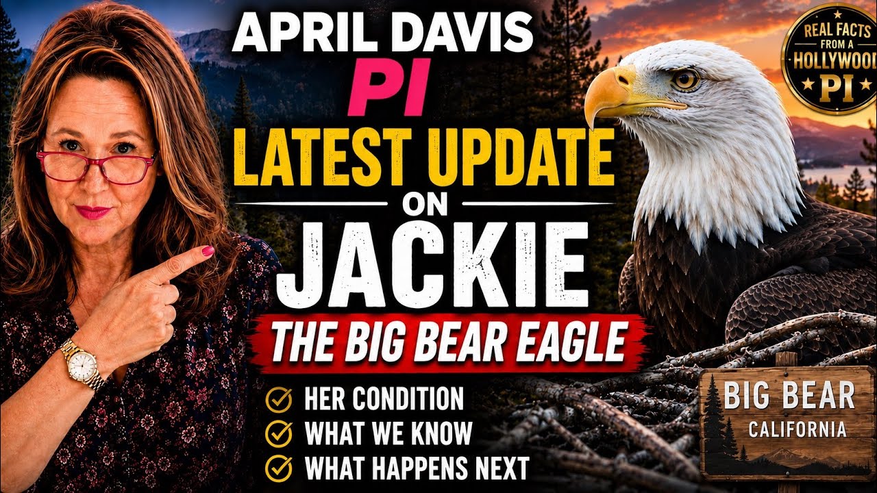 🦅 Jackie the Big Bear Eagle: Latest Update on Her Condition 