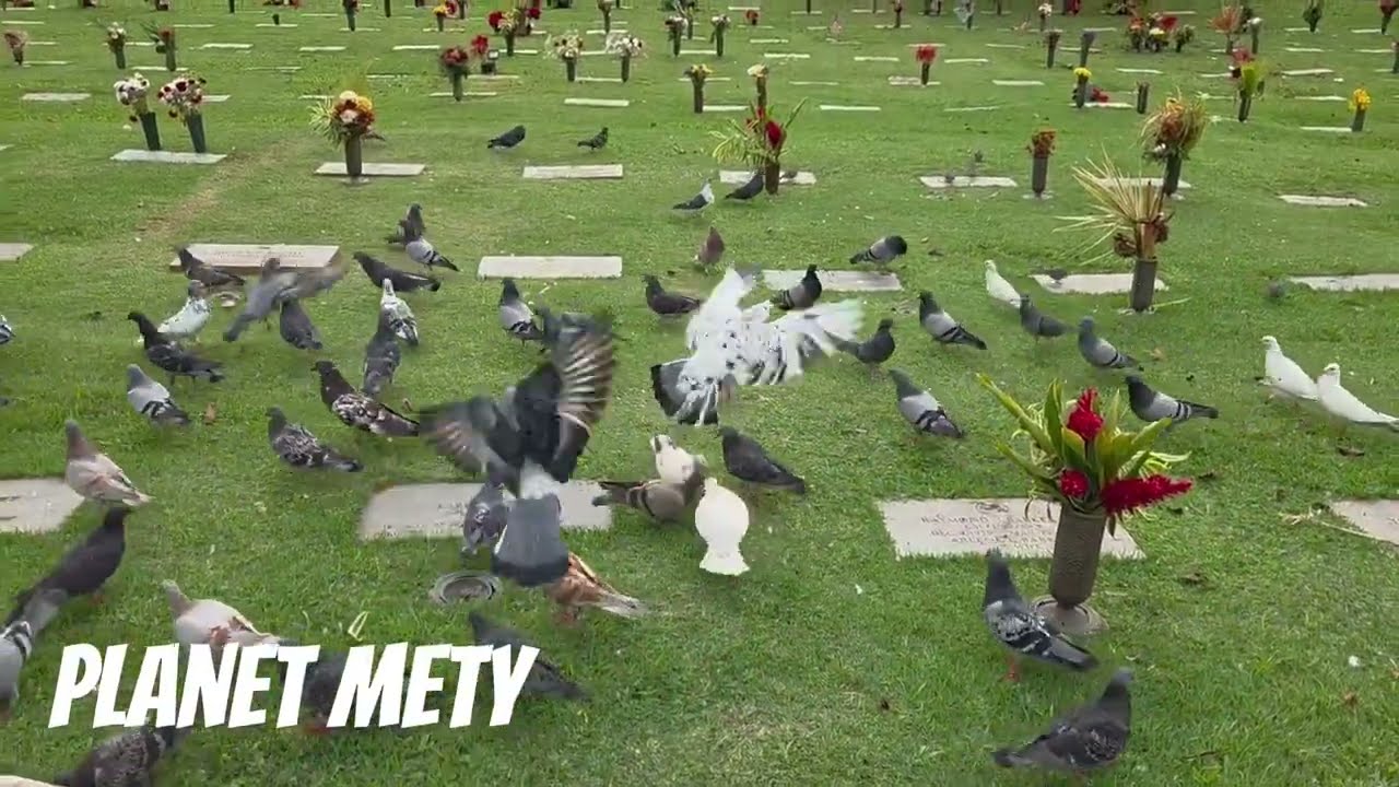 Stray birds