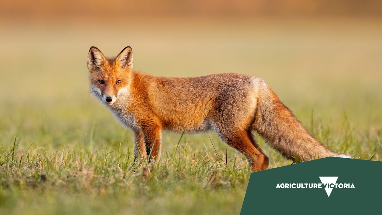 1. Fox control in Victoria