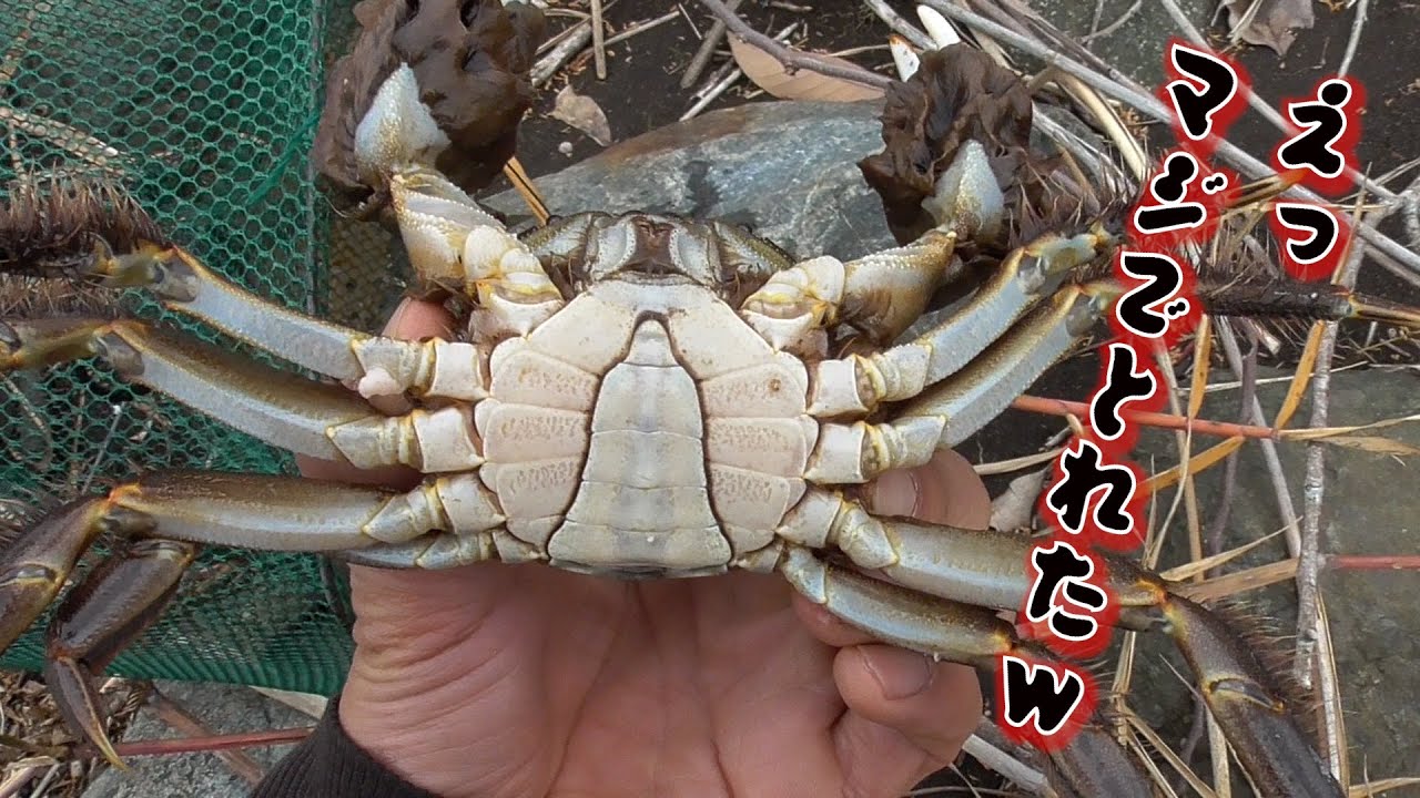 モクズガニ取って食って寝る