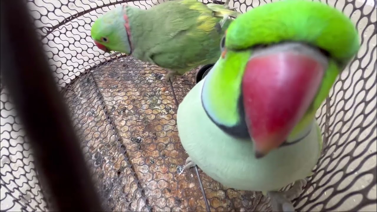 Mitthu#🦜💕👍🐭#teamfx #viralvideo #mitthu 