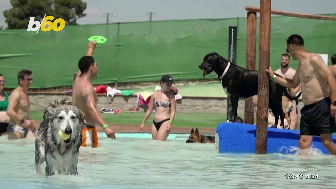 Fun Times at Spain’s Dog-Friendly Water Park