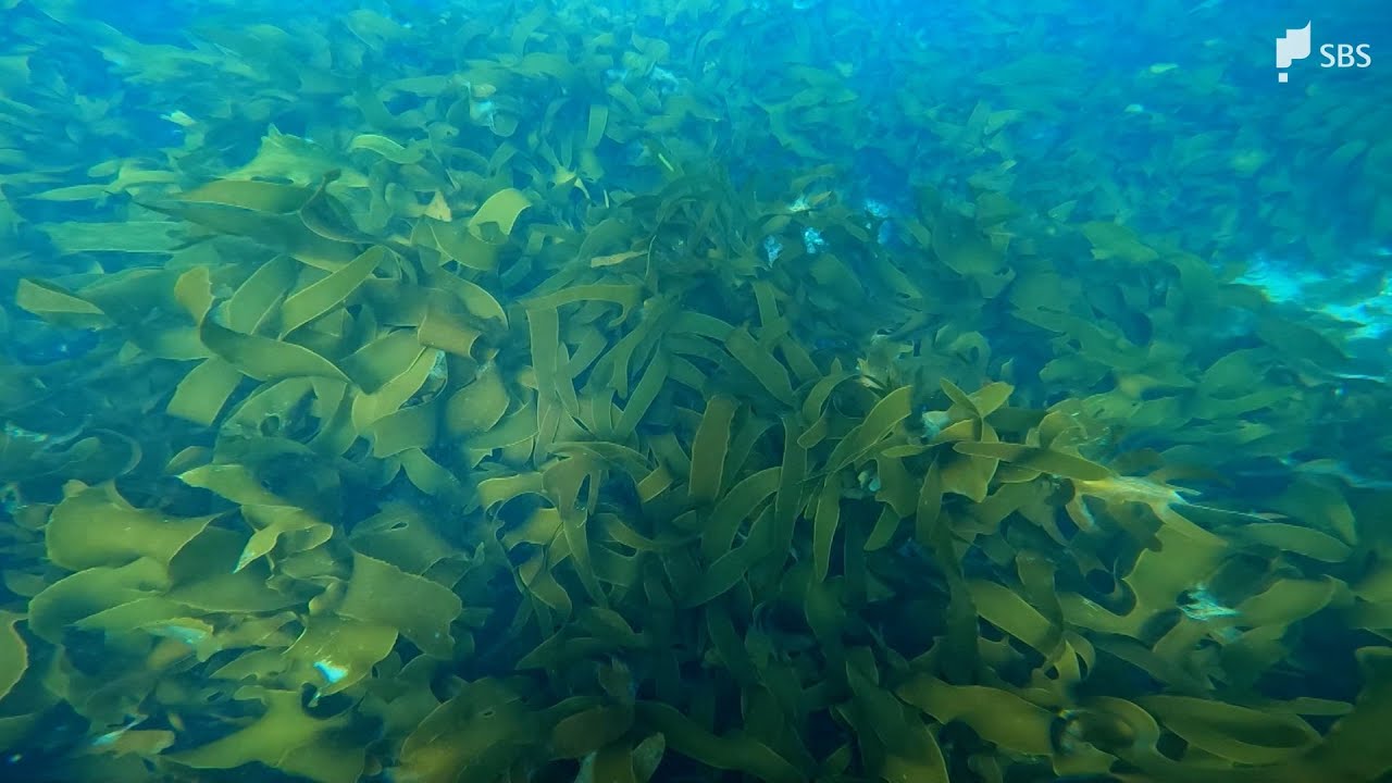 「島国・日本はポテンシャルを十分に秘めている」“海の森”藻場がCO2の吸収源　脱炭素の切り札に【SDGs】【LIVEしずおか特集】