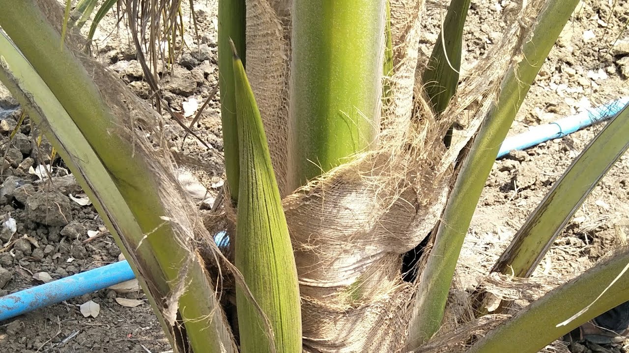 Simple watering system for coconut tree farm  but great