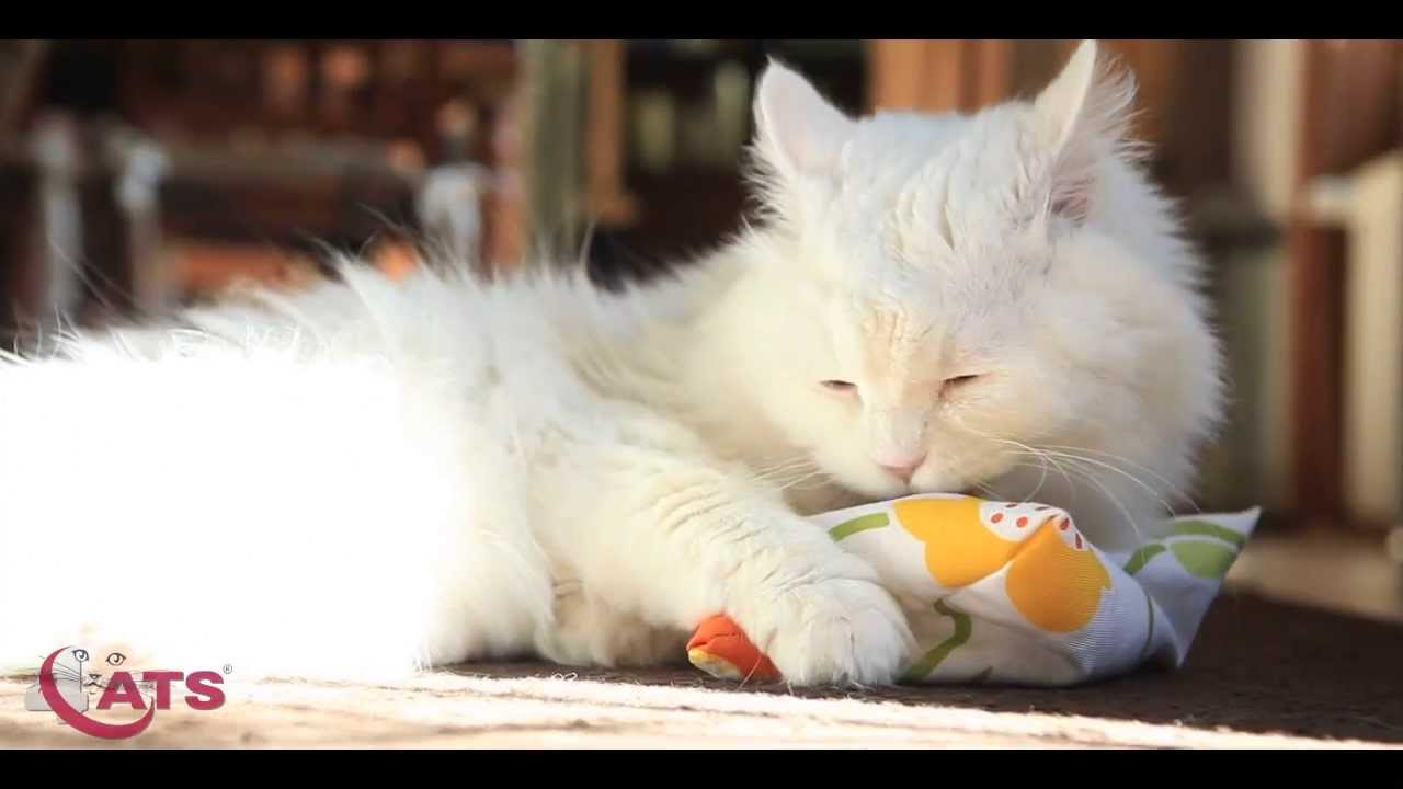 Perserkatze schmust mit 4cats Raschelkissen , rustling cushion, Produktvideo zu 45-040