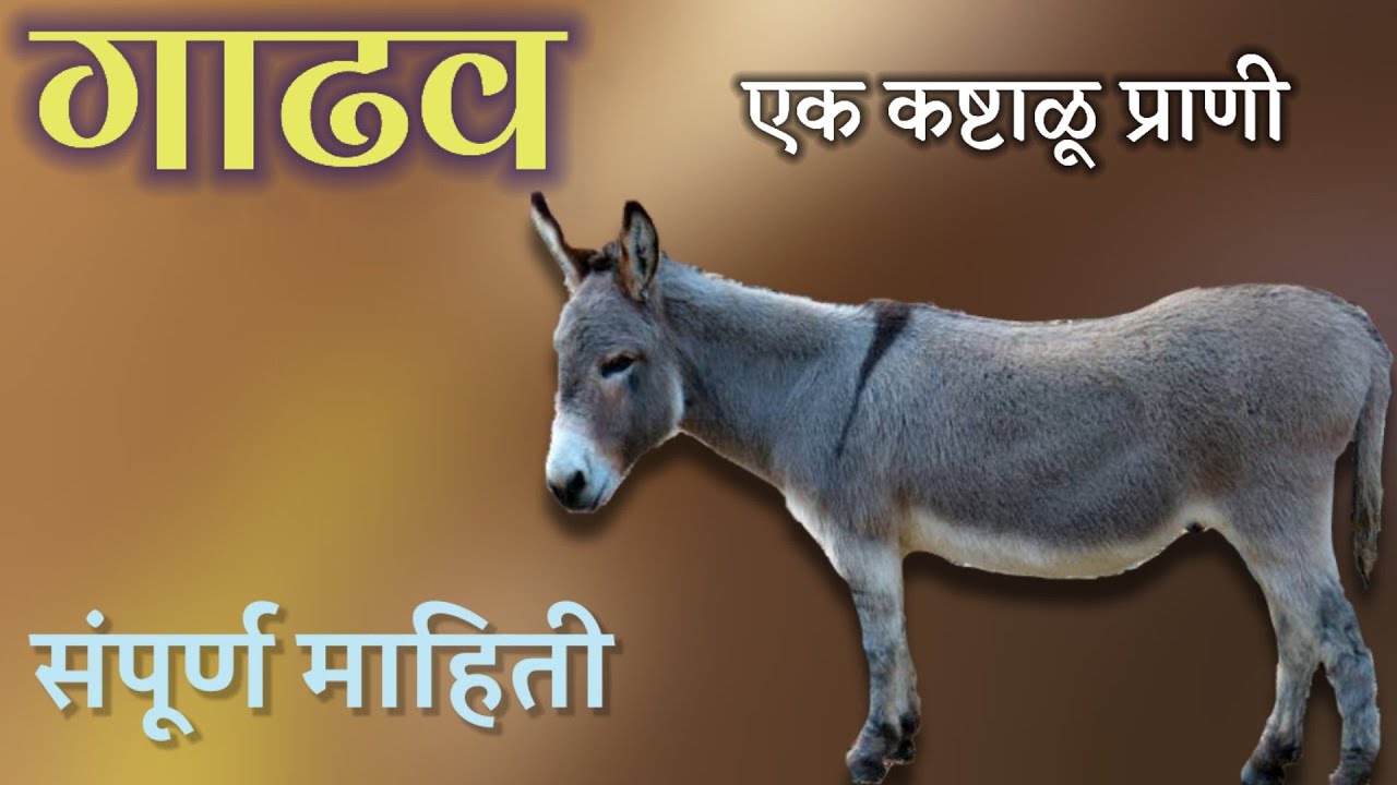 गाढव प्राण्याची माहिती मराठी | gadhav prani mahiti marathi