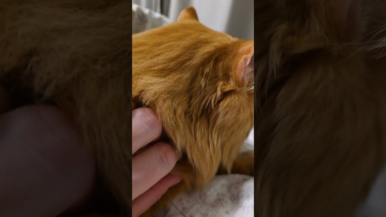 Ранкові поглажування Персика #смішнівідео #гуморукраїна #cat