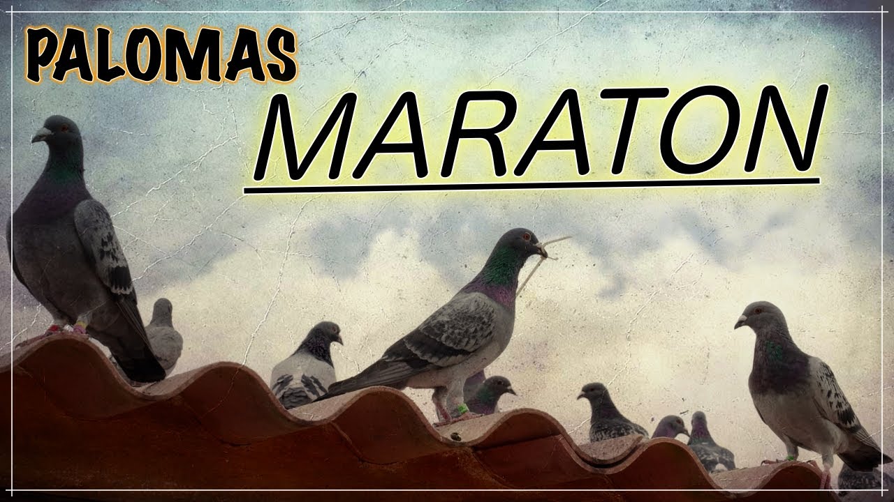 Palomas mensajeras & COLOMBOFILIA.🏃🏾👟 Palomas MARATON !