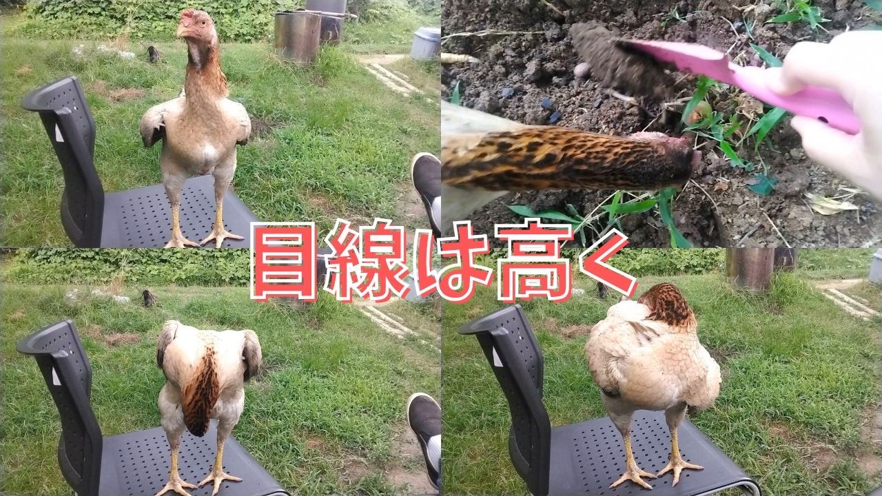 目線は高く【シャモ】