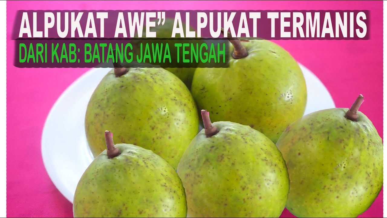 ALPUKAT AWE