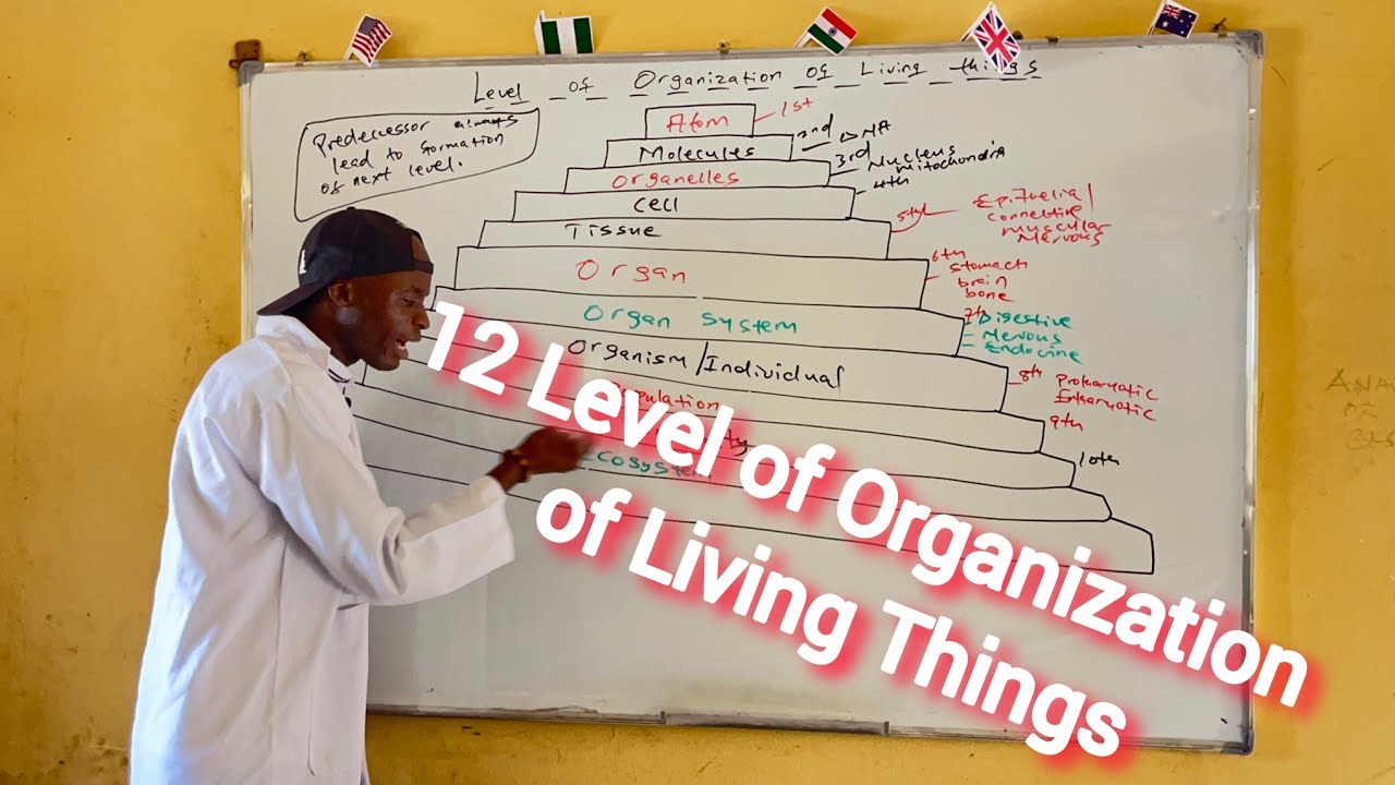 12 Level of Organization of Living Things