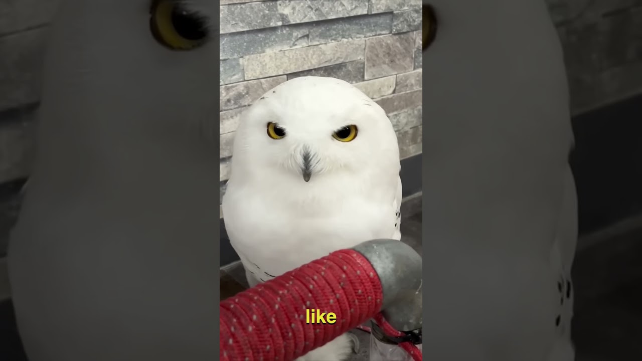 The Real-Life Hedwig: Snowy Owl Facts!