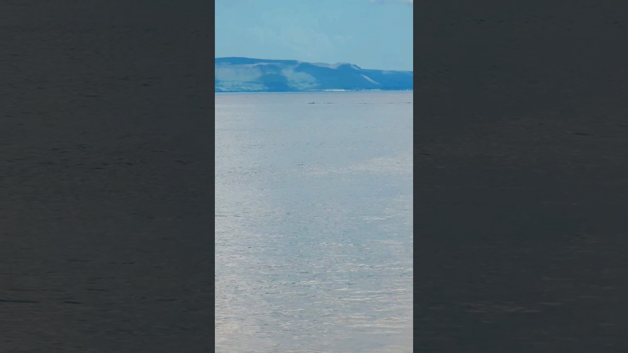 Dolphins Dunmoran Strand Ireland 🇮🇪. 28&deg; summer.  #dolphins #Ireland #atlanticocean