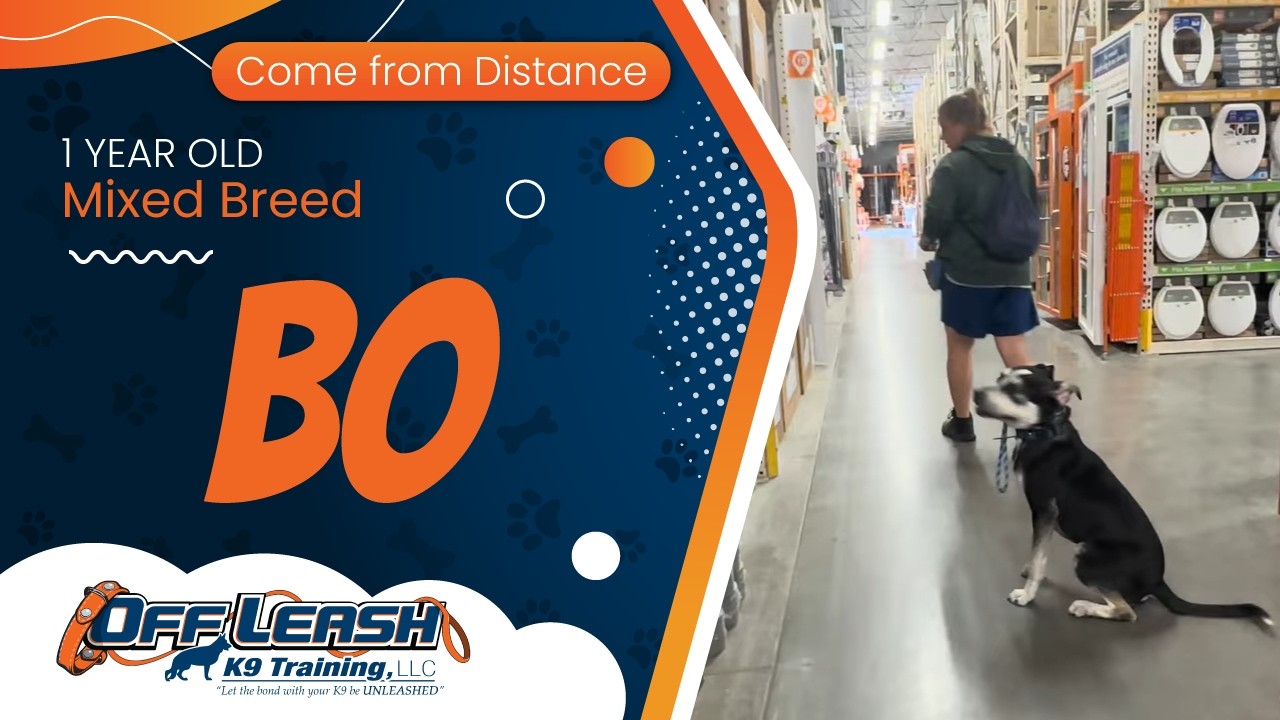 1 yr Mix Breed Bo ~ Best Mixed Breed Trainers ~ Off Leash K9 Training Phoenix