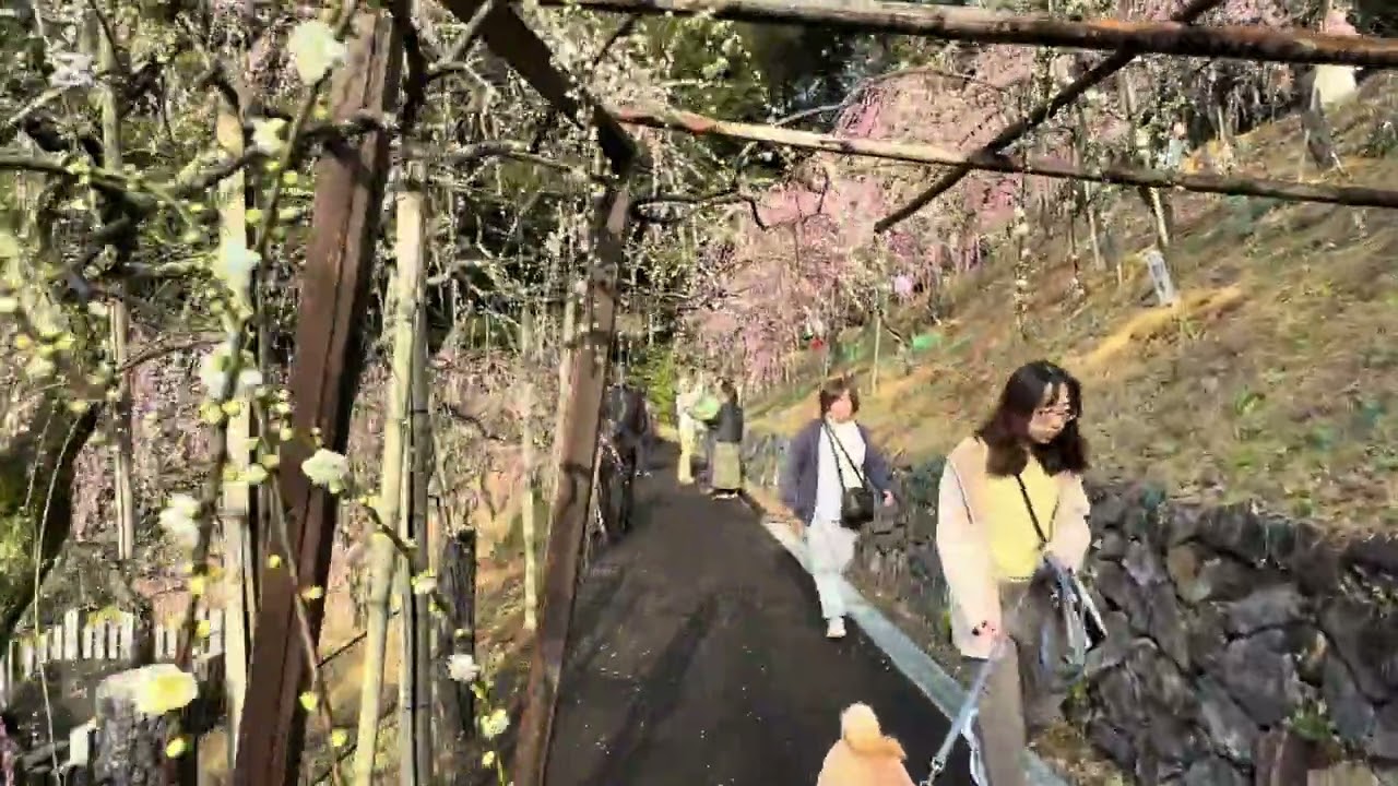 しだれ梅　#大縣神社　#犬山市　#愛知県
