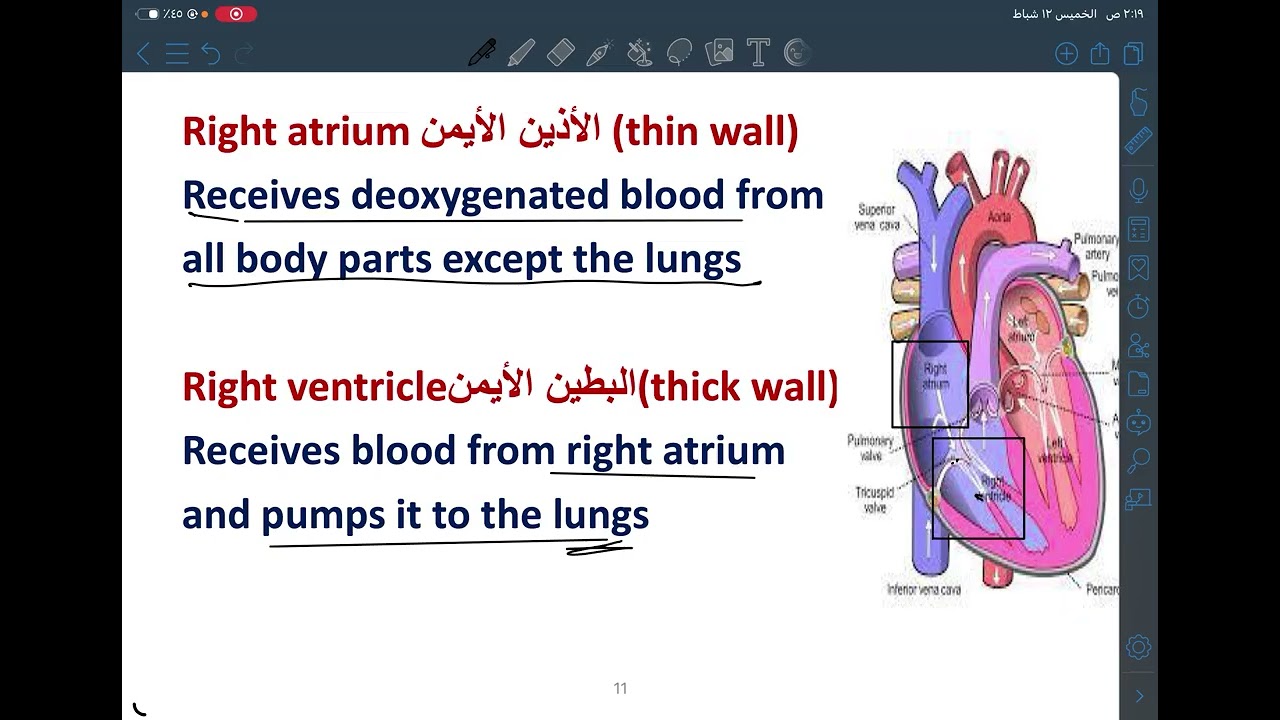 Alameed University| medical terminology | “Cardiovascular system”| مرحلة اولى