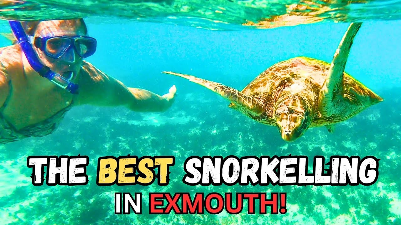 FIND out WHERE the BEST snorkelling spots are in EXMOUTH!! TURTLES / SHARKS / AMAZING FISH!!!!