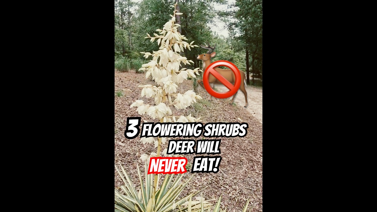 STOP Deer Damage with These 3 Flowering Shrubs! 🚫🦌