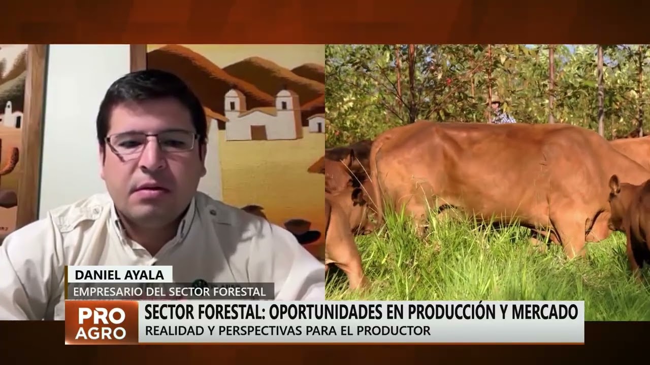 Sector Forestal: Oportunidades en producción y mercado