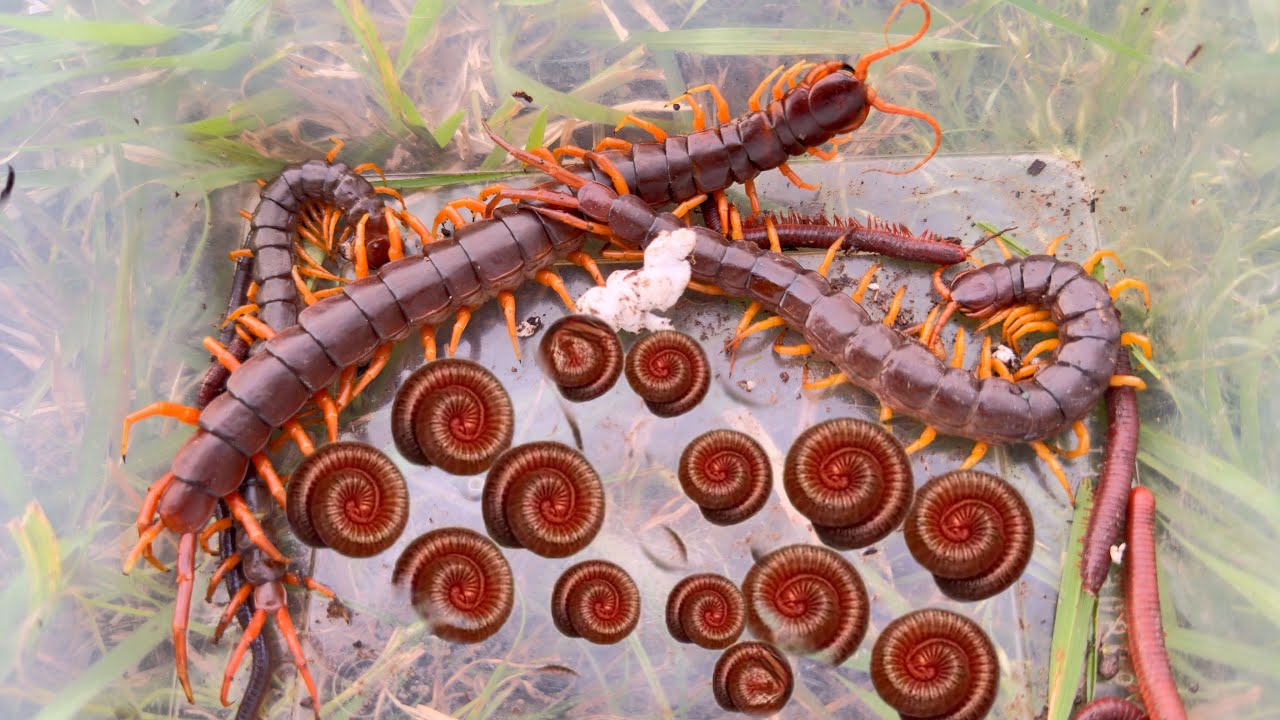 🇺🇸Catch Dangerous insects in the world,​ Giant Centipede ,Millipede,​ snail ,scorpion in jungle