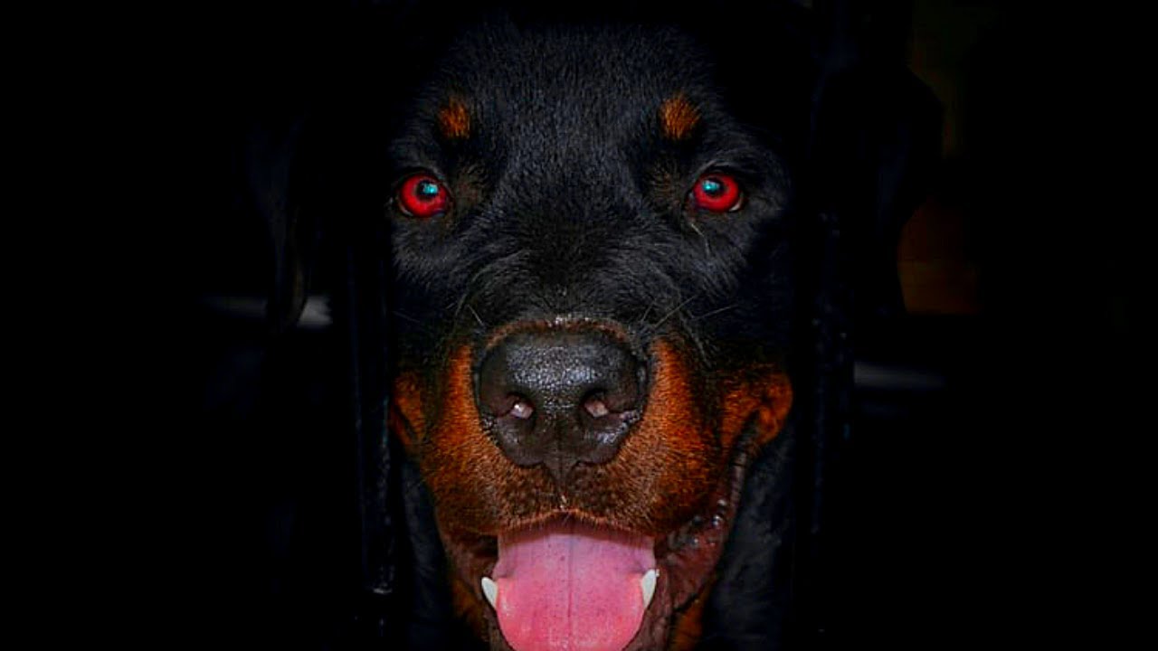 3 TIPOS DIFERENTES DE ROTTWEILERS