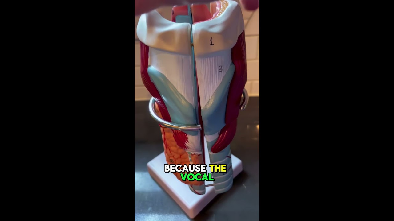 Men's Adam's Apple:  What is it for?  #adamsapple #malevoice #puberty