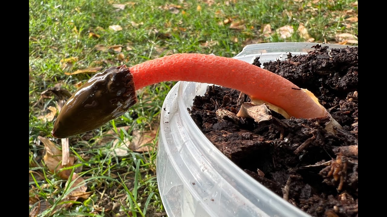 Phallus rubicundus emerging timelapse