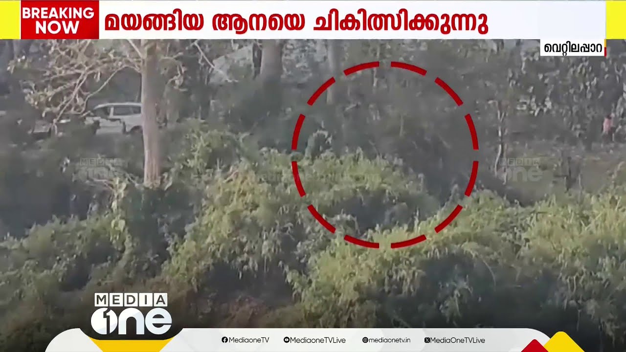 ആനയ്ക്ക് മൂന്ന് ഡോസ് മയക്കുവെടി; മയങ്ങി തുടങ്ങുന്നു....മുറിവ് പരിശോധിച്ച ശേഷം ചികിത്സ