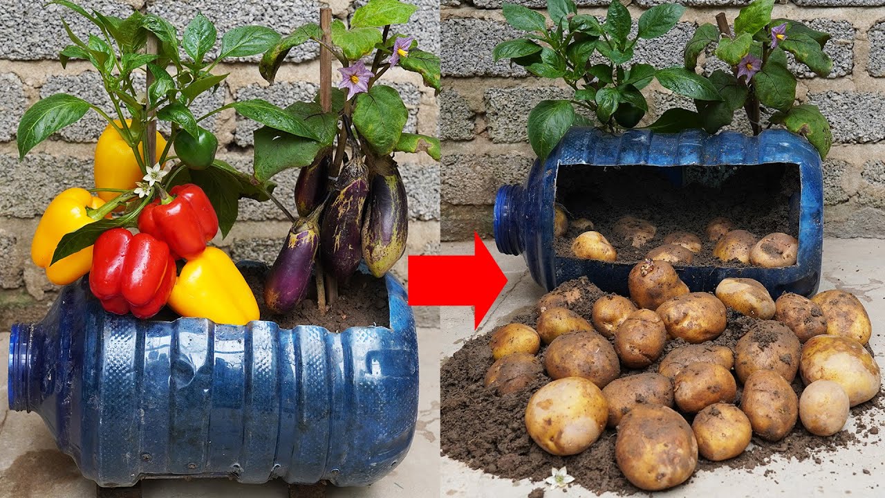 Don't Miss This Secret To Growing Bell Peppers, Harvest Quickly And Produce Lots Of Fruit