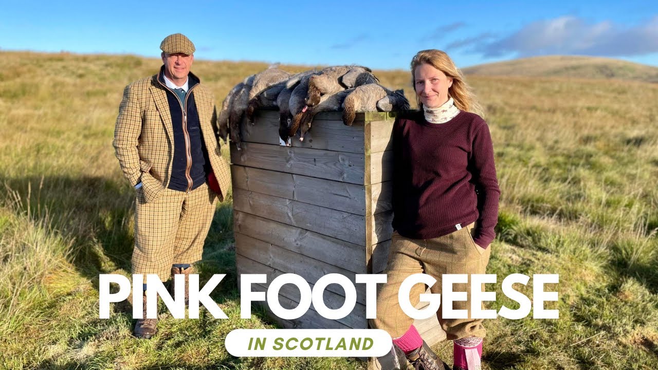 Shooting Pink Foot Geese in Scotland #fieldsports #gundog #gooseshooting #gameshooting