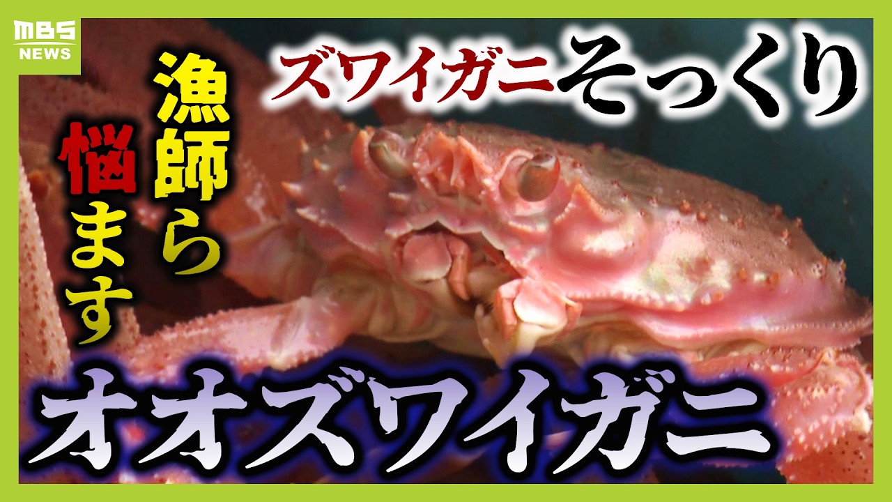 ズワイガニの