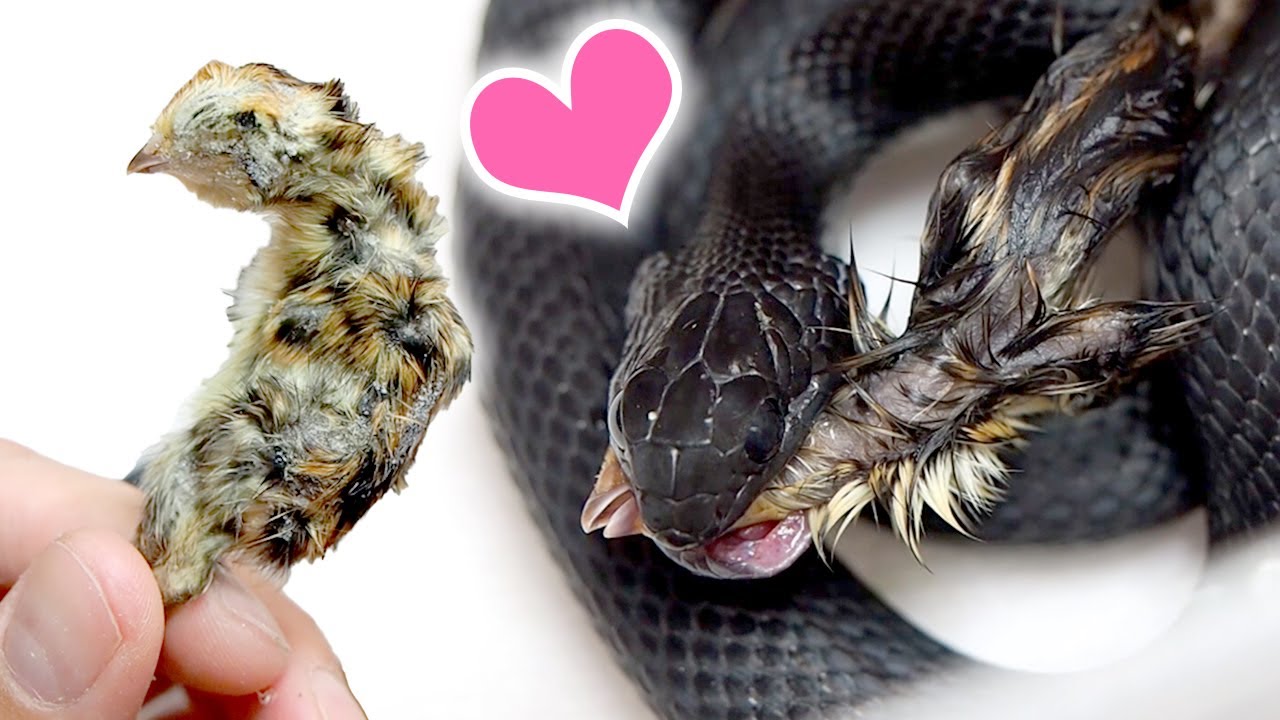 マウスを全く食べなくなった黒蛇の大好物を発見しました