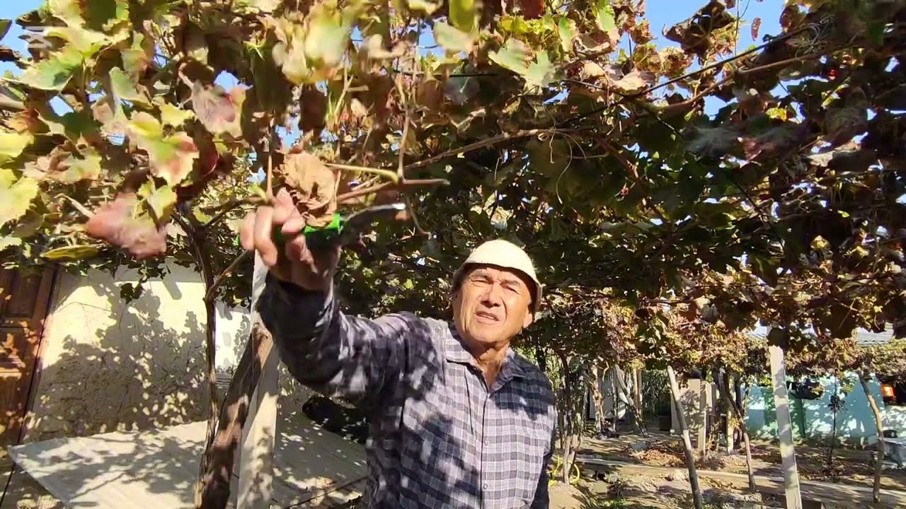 Узум кесиш, боглаш,пайвандлаш ва бошка ишлари.тел: +998934206061