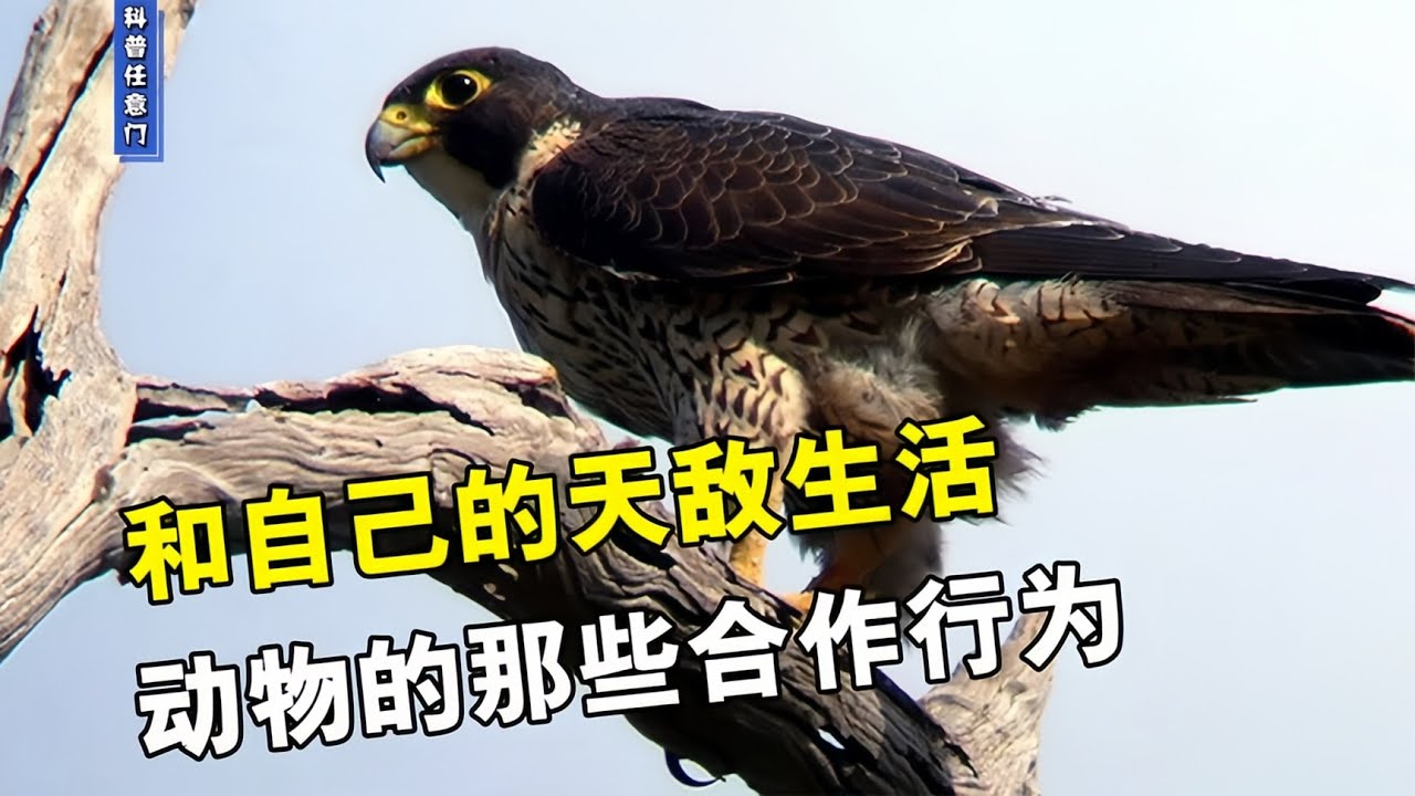 和自己的天敌生活，合作共赢各取所欲，动物的那些合作行为【科普任意门】