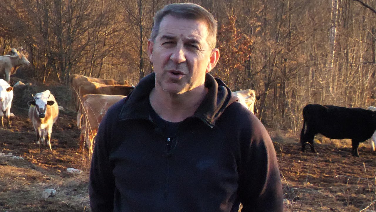 Slobodan uzgoj, kravama puna sloboda
